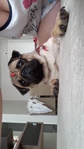 Pug