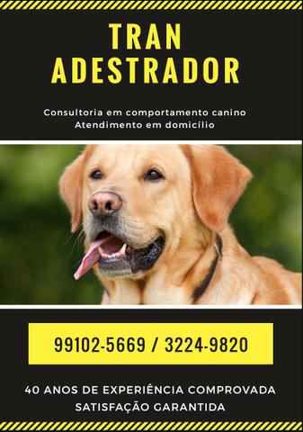 Tran adestramento à domicílio