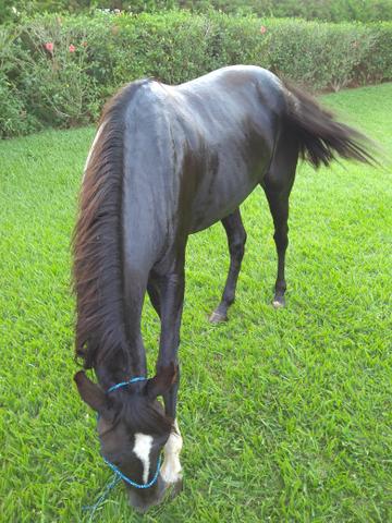 Égua mangalarga Paulista