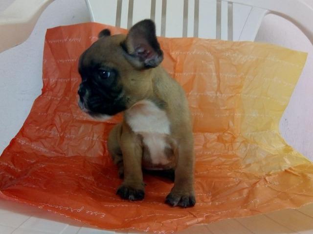 Bulldog Francês Fêmea, vacinada, pedigree CBKC, Super Promoção