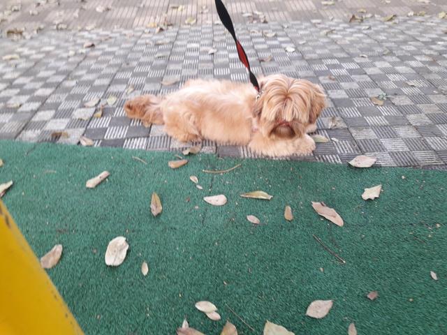 Lindo shih tzu micro fígado 1 ano 4 meses