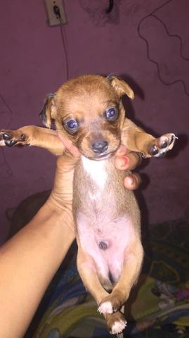 PINSCHER MACHO N reais