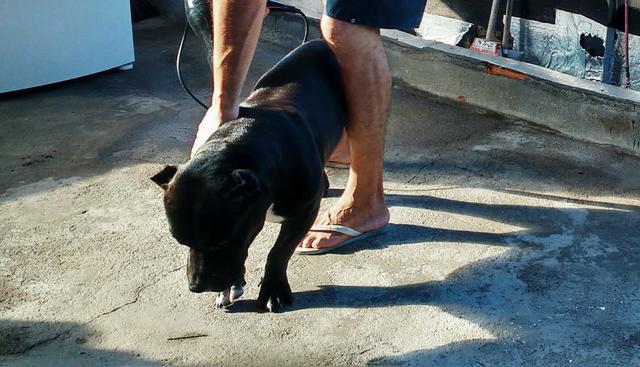 American Bully macho pra cobertura