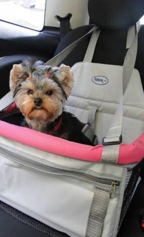 Cadeirinha para carregar pets no carro