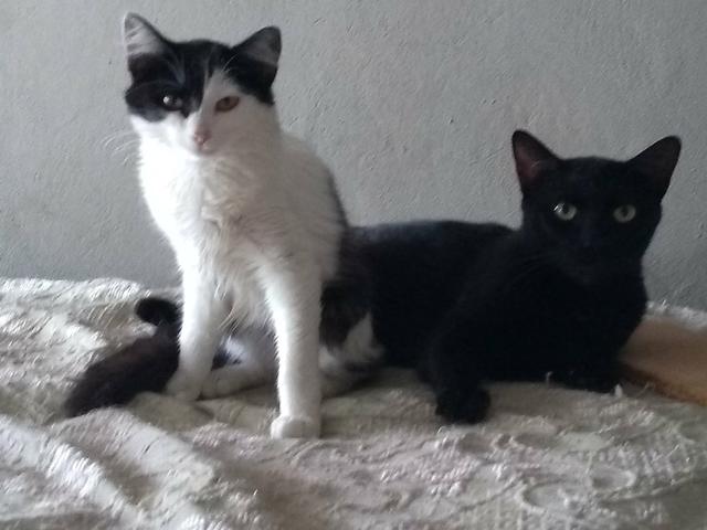 Fêmea cerca de 5 meses castrada