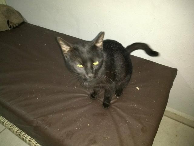 Macho 9 meses castrado