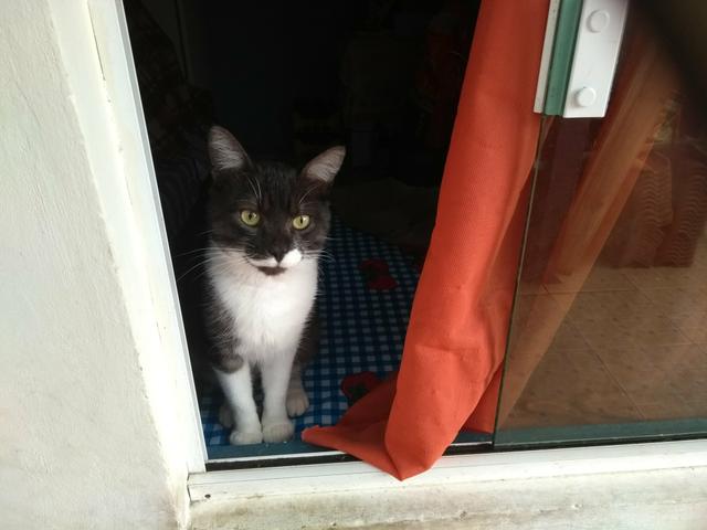 Procura Gato desaparecido