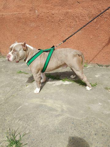 American Bully