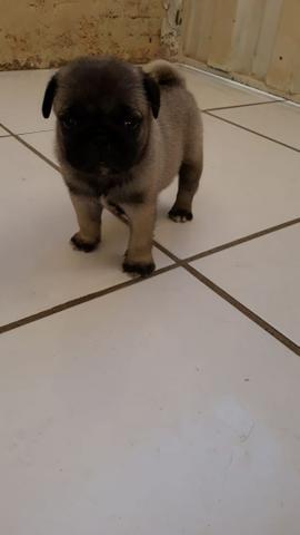 Pug mini