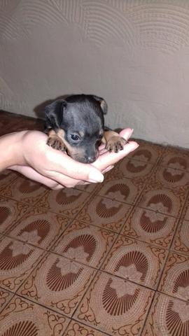 Casal de pinscher