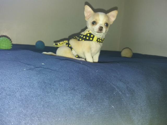 Chihuahua com pedigree cbkc