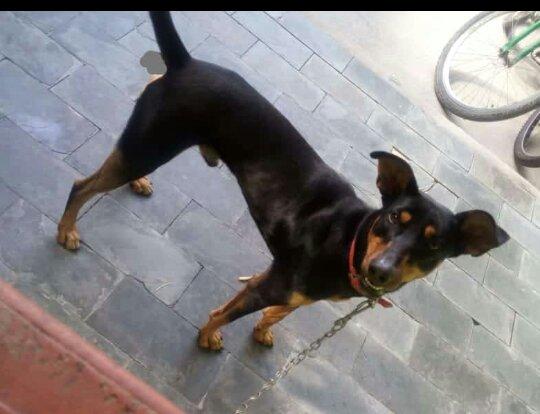 Doação de cachorro