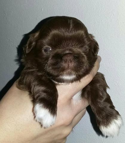 Machinhos Chocolate Top