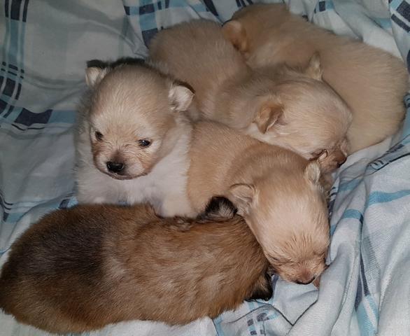 Spitz Alemão ou Lulu da Pomerania