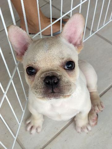 Bulldog Francês