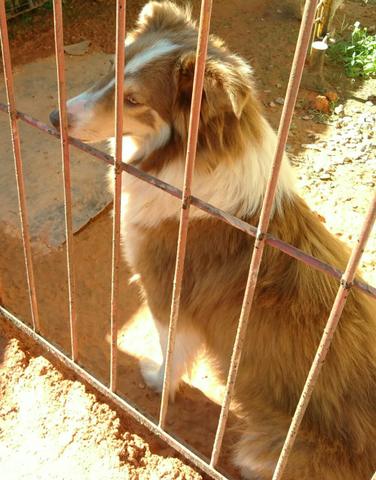 Doa-se cachorro border collie