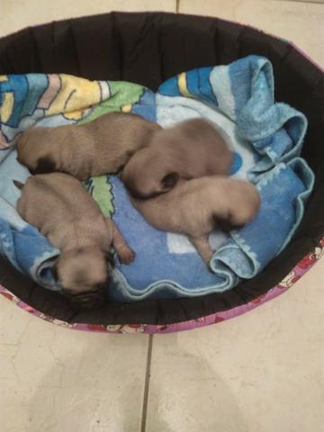 Pug disponível para reserva Uberaba