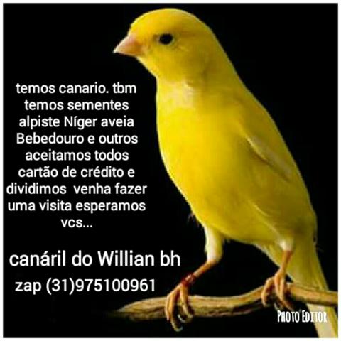 Vendo Belga femia e macho