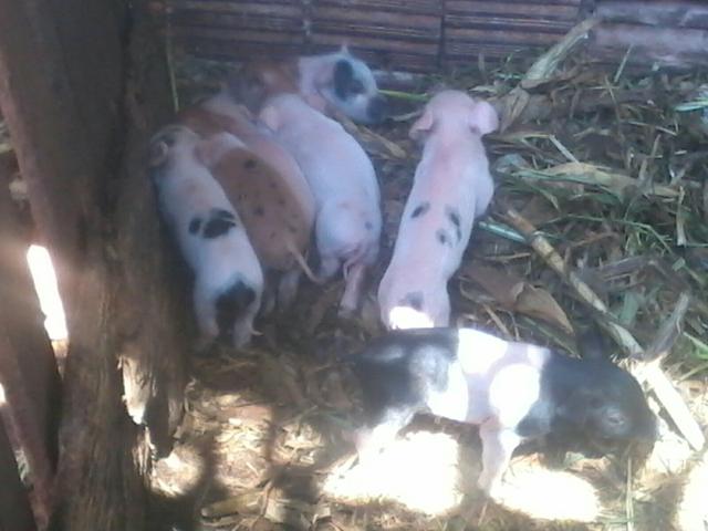 Vendo porcos faixa branca