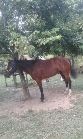 Cavalo de direita