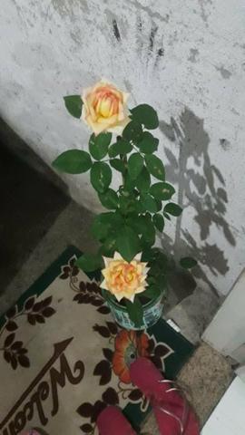 Rosas enxetadas por 35 reais todas lindas