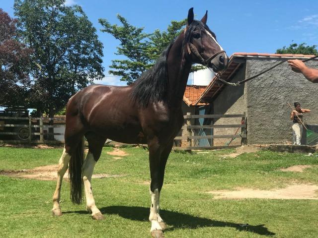 Cavalo Garanhão Paulista Registrado P.O - Pampa Tricolor - Pisador