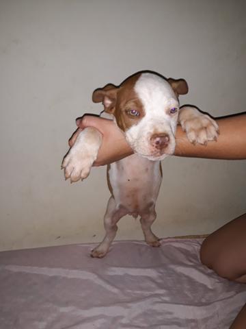 Pitbull Red Nouse