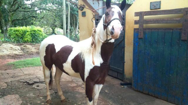 Potra Paint horse pura registrada