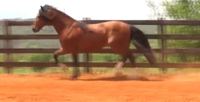 Vendo Lindo cuiudo crioulo