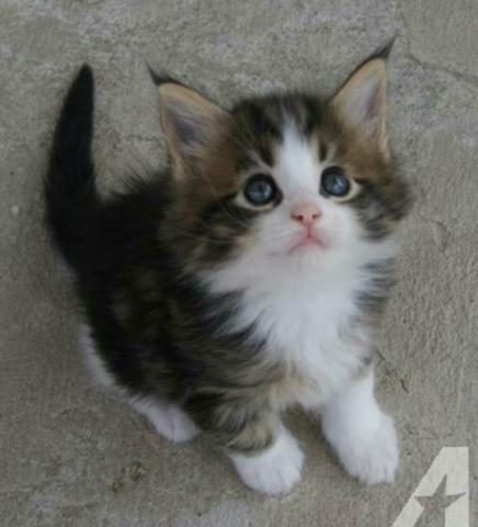 Linda angorá siberiana