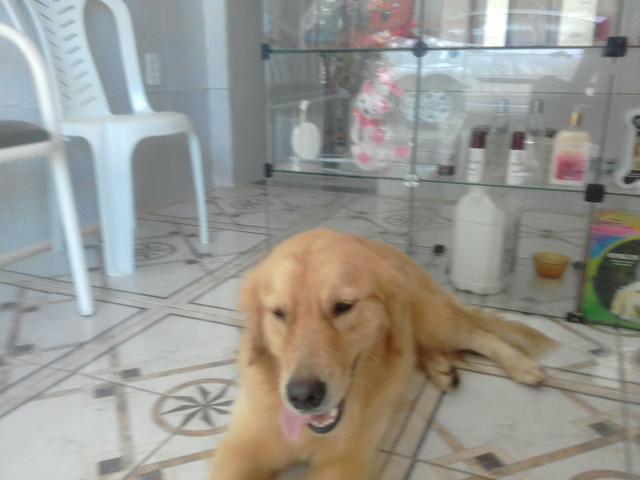 Vendo Goldem Retreive pura 2 anos com registro