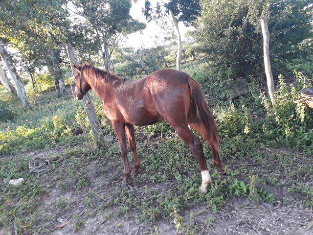 Vendo ou troco podra mestiça de quarto de milha zap
