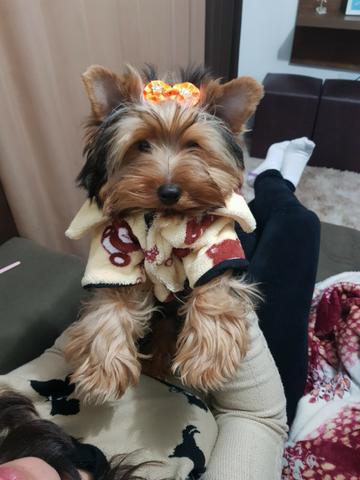 Yorkshire Terrier Fêmea 6 meses