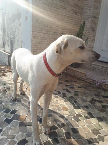 Adoção responsável