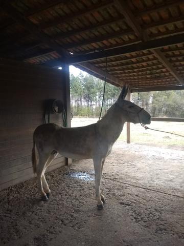 Coberturas jumento Pega DF