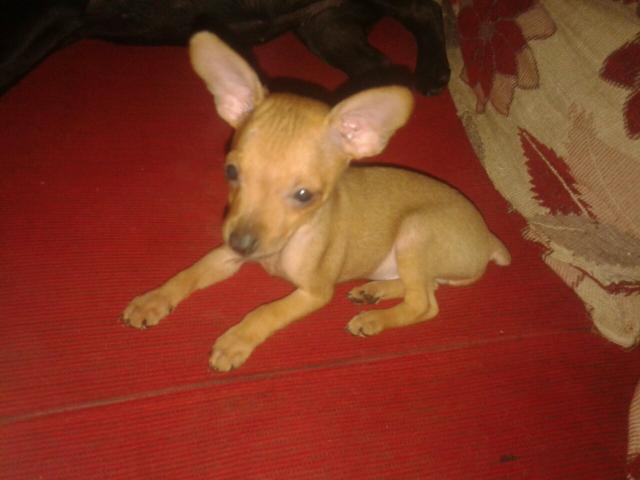 Macho dois meses mãe zero pai 1