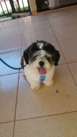 Lhasa Apso