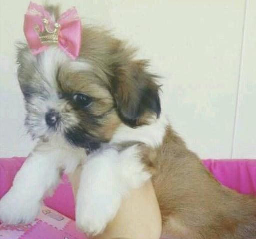 Linda fêmea Shihtzu