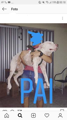 Pitbull,Estou com apenas uma fêmea disponível