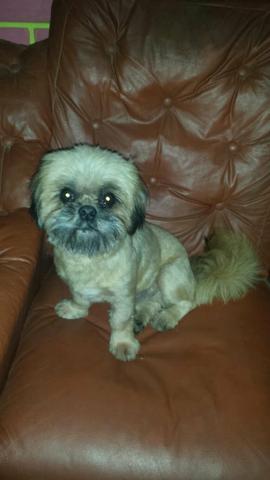 Shihtzu puro macho 12 meses pequenininho