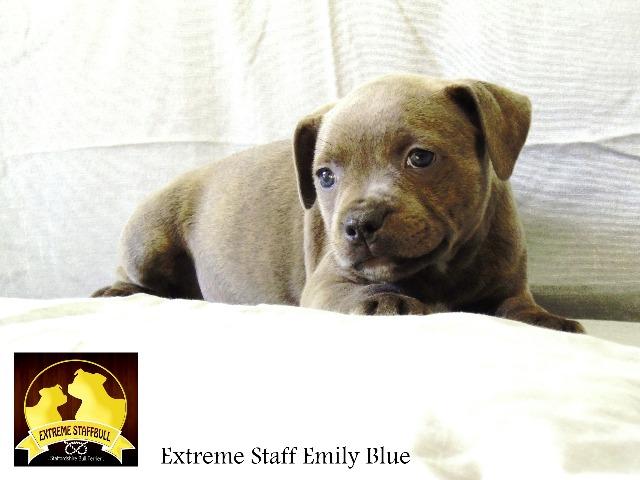 Staffordshire Bull Terrier - Staffblue - Staffbull Blue - Extreme Staff