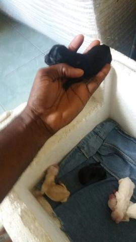 Vendo yorkshire com Mathes quase micro