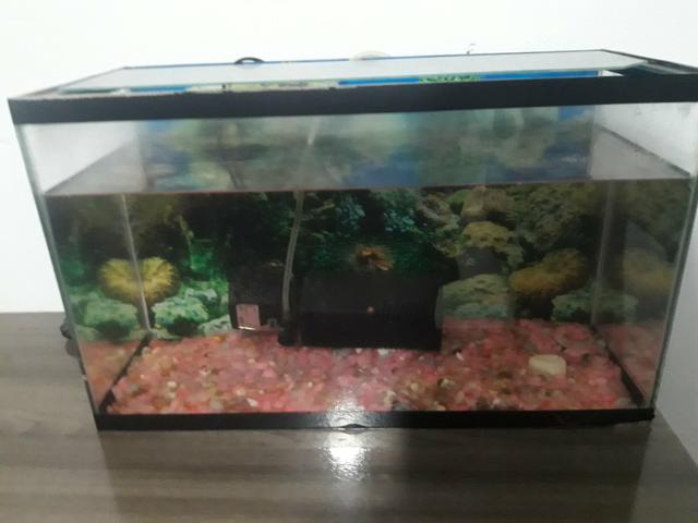 Aquario com filtro