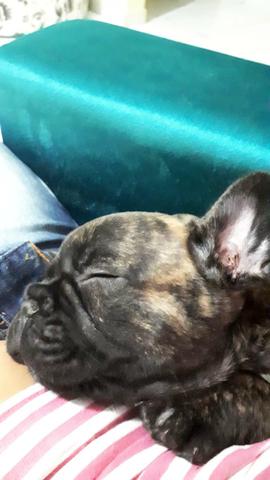 Bulldog Francês