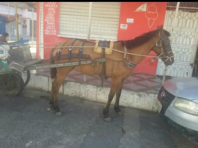 Egua ligeira Boa de tudo