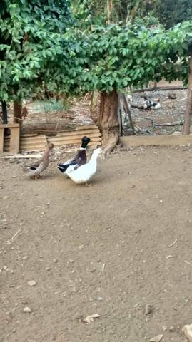 Vendas de Patos e Marrecos