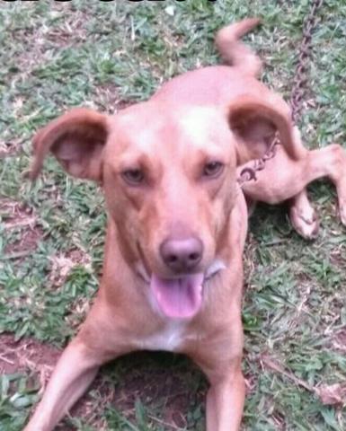 Doação de macho castrado e vacinado