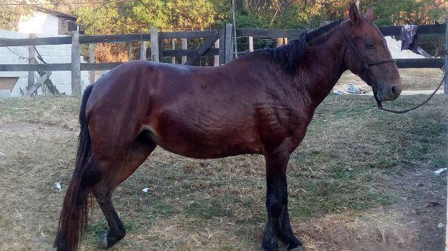 Egua mansa e de confiança