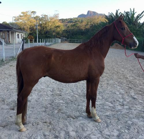 Imperdível Cavalo Mangalarga Marchador registrado e de marcha picada Ideal p/ cavalgadas