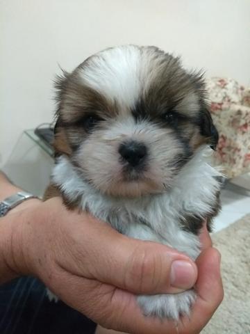 Shihtzu Macho